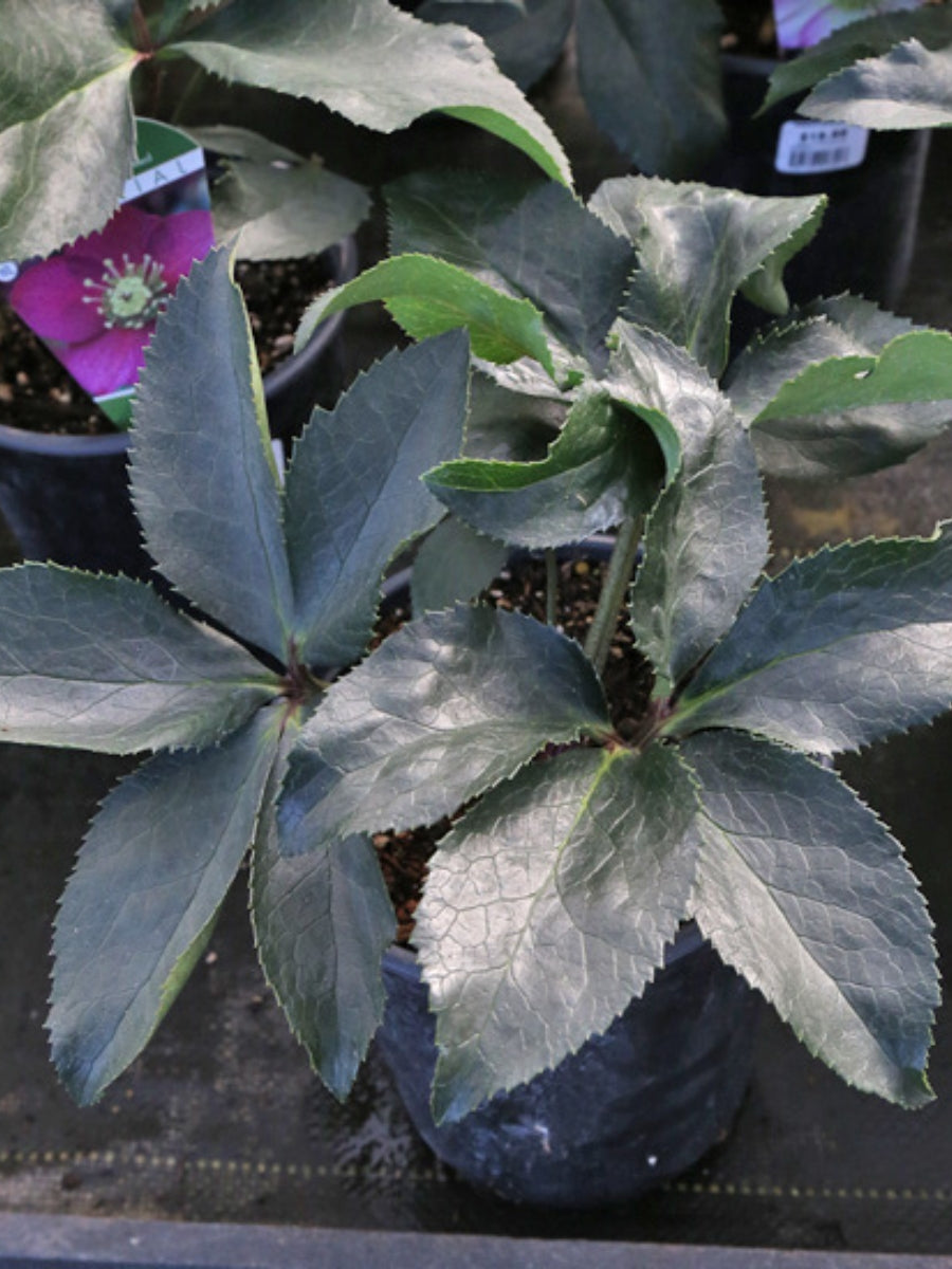 Hellebore Ice N' Roses Red 1G